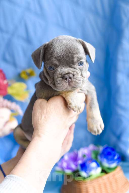 Собаки в Симферополе: мальчик лиловый щенки французского бульдога Мальчик, 80 000 руб. - фото 2