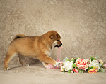 Собаки в Казани: щенки сиба-ину Мальчик, 60 000 руб. - фото 4