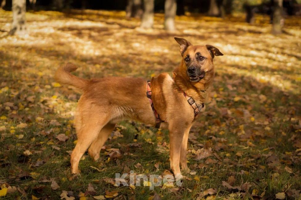 Собаки в Москве: Парень Арчи в добрые руки Мальчик, Бесплатно - фото 5