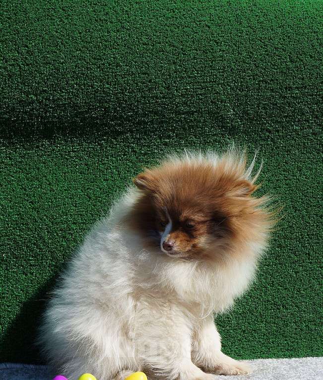 Собаки в Санкт-Петербурге: Шпиц  Мальчик, 15 000 руб. - фото 4