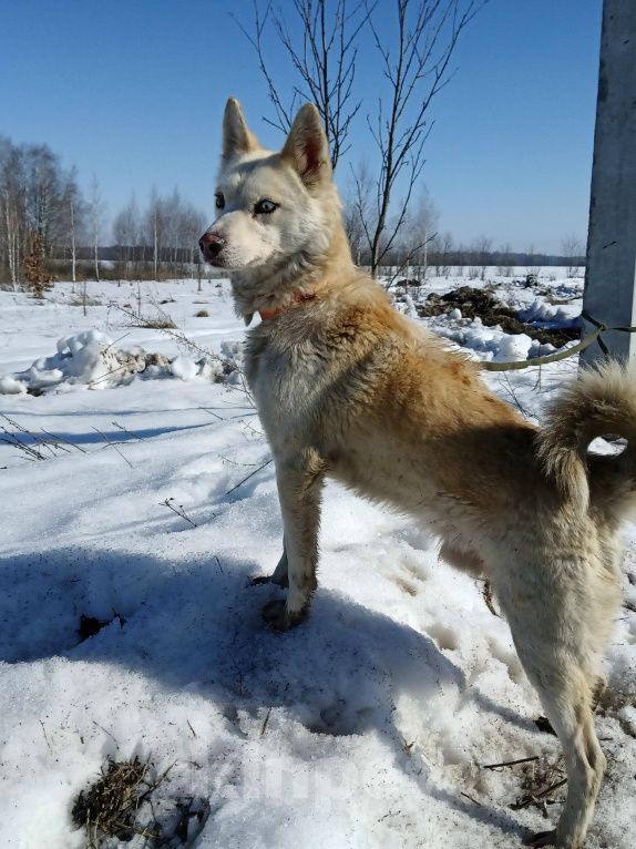 Собаки в Москве: Погибает метис лайки Мальчик, Бесплатно - фото 1