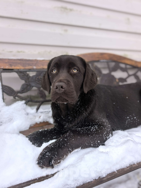 Собаки в других городах Московской области: Девочка белая лента Девочка, 70 000 руб. - фото 2