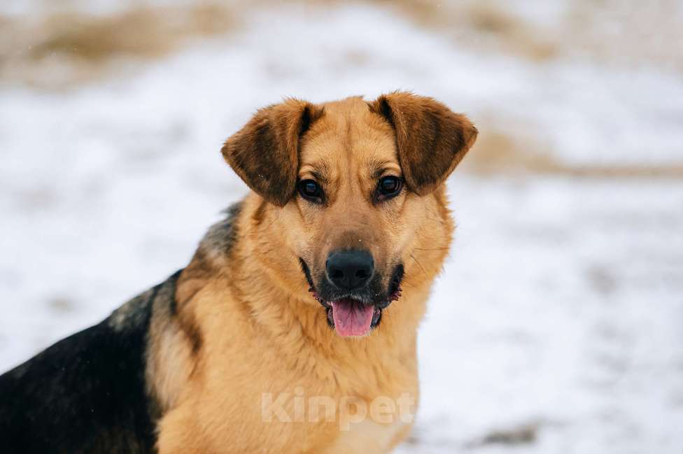 Собаки в Москве: Пита Девочка, Бесплатно - фото 1