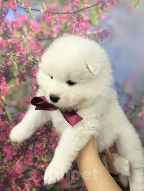 Собаки в Саяногорске: Щенки самоеда Мальчик, 70 000 руб. - фото 4