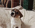 Собаки в Пскове: Джек Рассел терьер кобель Мальчик, 28 000 руб. - фото 2