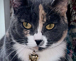 Кошки в Москве: Пепельная трехцветная Шерри Девочка, Бесплатно - фото 5