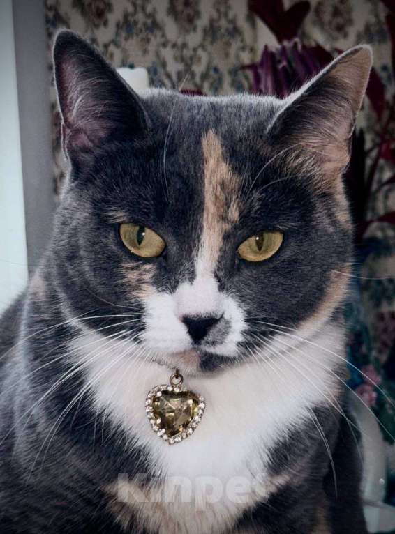 Кошки в Москве: Пепельная трехцветная Шерри Девочка, Бесплатно - фото 5
