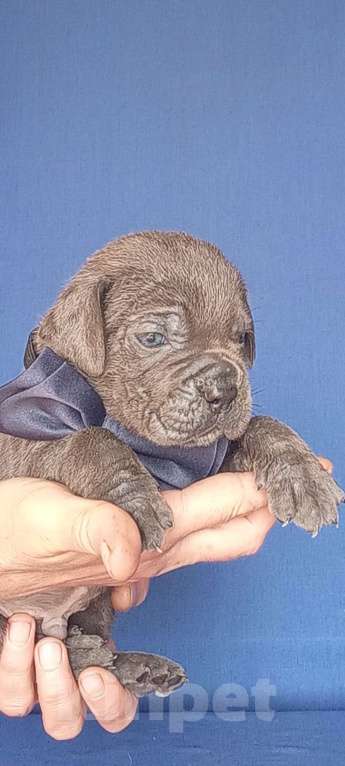 Собаки в других городах Орловской области: Щенок КАНЕ-КОРСО Мальчик, Бесплатно - фото 2