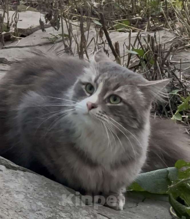 Кошки в Казани: 4,5 кг ПУШИСТОГО СЧАСТЬЯ В ЛЮБЯЩУЮ СЕМЬЮ. Мальчик, Бесплатно - фото 2