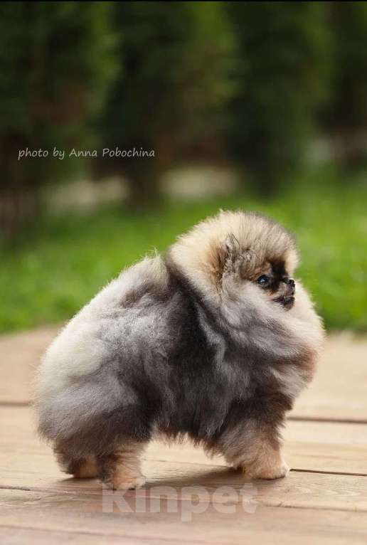 Собаки в Долгопрудном: Щенки померанского шпица  Девочка, 150 000 руб. - фото 4