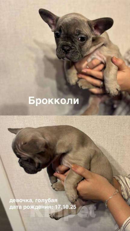 Собаки в других городах Московской области: Нежная булочка Брокколи Девочка, 30 000 руб. - фото 1