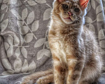 Кошки в Ейске: котята Мейн-Кун Мальчик, 45 000 руб. - фото 2