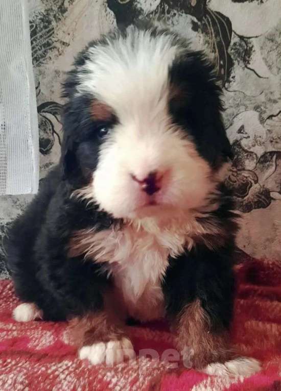 Собаки в Наро-Фоминске: Малыши бернского зенненхунда Помет "G" Мальчик, Бесплатно - фото 5