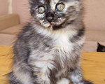 Кошки в Краснодаре: Кошечка дымная черепаха Девочка, Бесплатно - фото 2