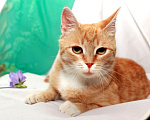 Кошки в Калуге: Рыжая Алиса. Кошка мурлыка в добрые руки. Девочка, Бесплатно - фото 3