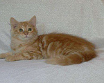 Кошки в Ливны: Сибирские котята, 25 000 руб. - фото 2