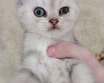Кошки в Мур: Шатланка, 3 500 руб. - фото 1