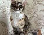 Кошки в Донецке: Мейн кун Полидакт, 1 руб. - фото 2