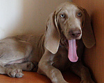 Собаки в Краснодаре: благородный веймаранер Мальчик, Бесплатно - фото 3