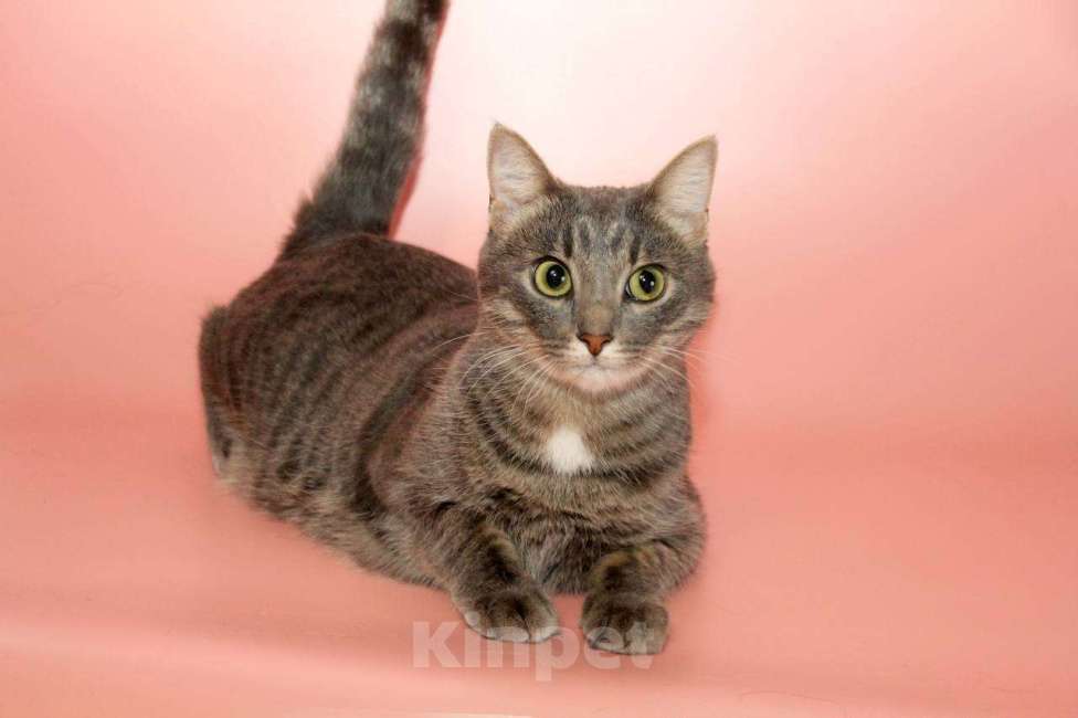 Кошки в Москве: кошка Шанти ищет дом Девочка, Бесплатно - фото 6