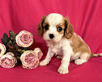 Собаки в Москве: Мальчик Кавалер Кинг Чарльз Спаниель Мальчик, 90 000 руб. - фото 1