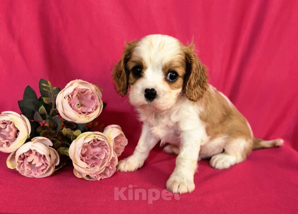 Собаки в Москве: Мальчик Кавалер Кинг Чарльз Спаниель Мальчик, 90 000 руб. - фото 1