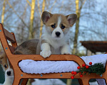 Собаки в Хотьково: Шикарные щенки Вельш Корги Пемброка Мальчик, Бесплатно - фото 3