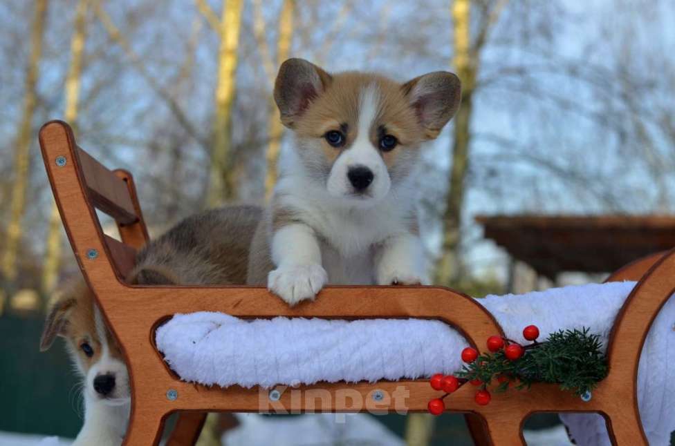 Собаки в Хотьково: Шикарные щенки Вельш Корги Пемброка Мальчик, Бесплатно - фото 3