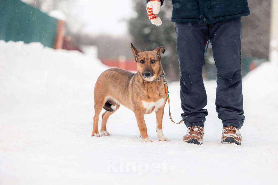 Собаки в Москве: Маленькая собака для квартиры никак не найдет своих Девочка, Бесплатно - фото 4