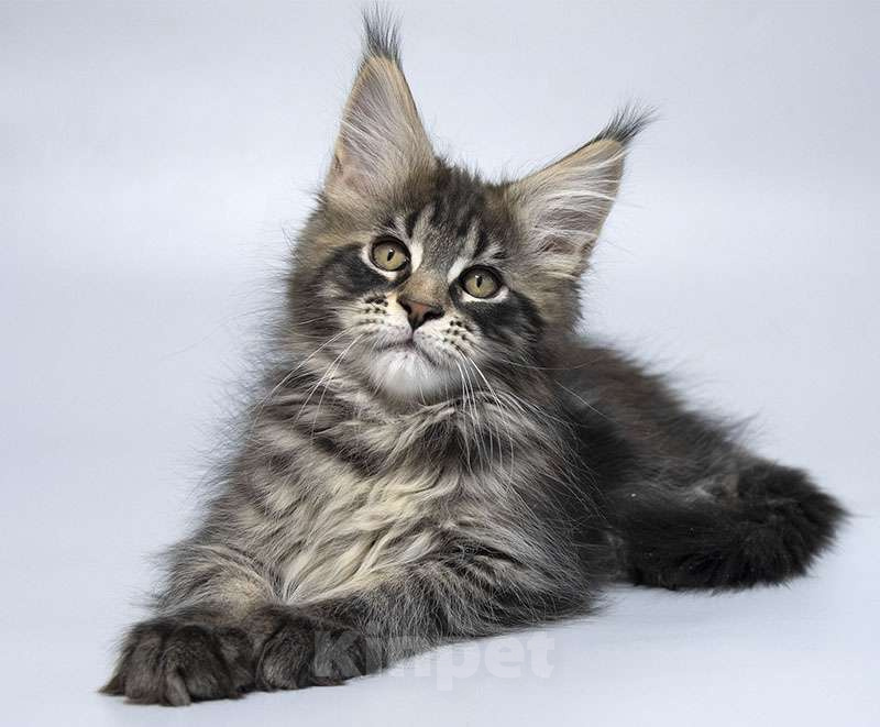 Кошки в Москве: Мейн кун котенок Мальчик, 70 000 руб. - фото 5