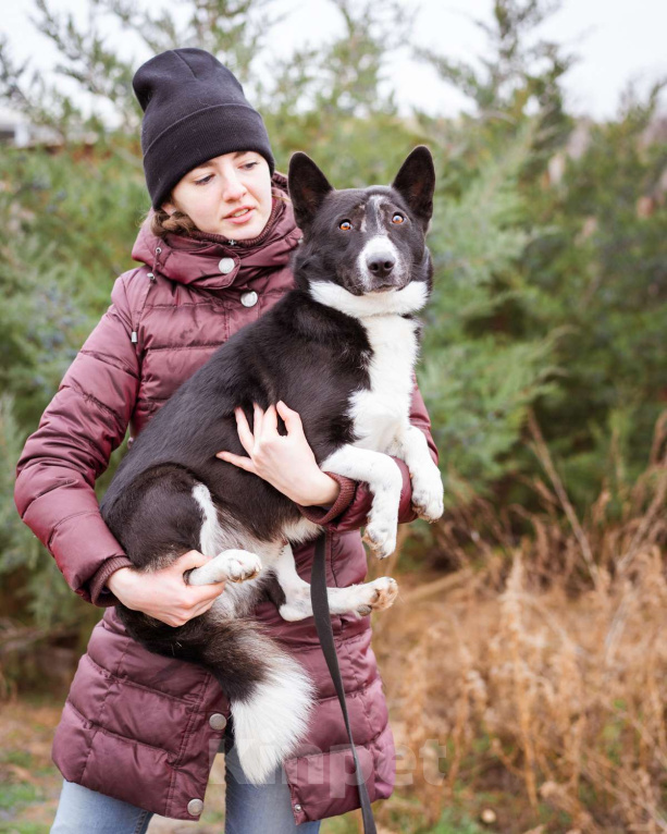 Собаки в Москве: Метис в добрые руки Мальчик, Бесплатно - фото 4