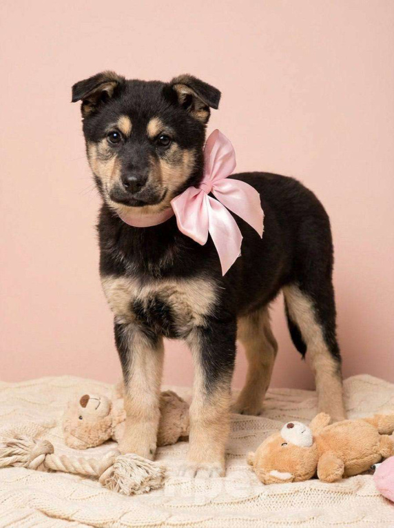 Собаки в Москве: Щенок Куна ищет дом Девочка, Бесплатно - фото 1