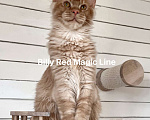 Кошки в Наро-Фоминске: Billy . Male. MCO d Born 27.12.24 Мальчик, 150 000 руб. - фото 3