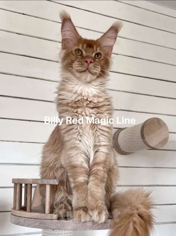 Кошки в Наро-Фоминске: Billy . Male. MCO d Born 27.12.24 Мальчик, 150 000 руб. - фото 3