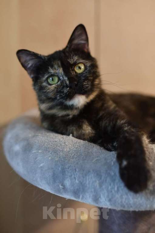 Кошки в Москве: Британская трехцветная химера Кьяра в добрые руки Девочка, Бесплатно - фото 6