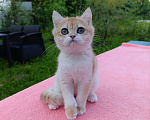 Кошки в Санкт-Петербурге: Золотой британский котик Мальчик, 24 999 руб. - фото 2