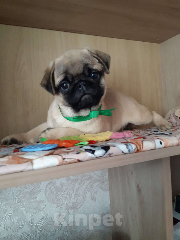 Собаки в Новосибирске: Мальчик щайчик с документами РКФ Мальчик, 45 000 руб. - фото 2