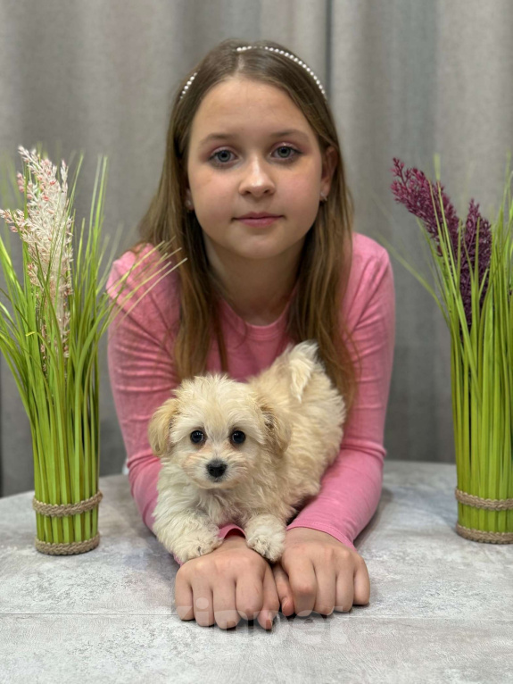 Собаки в Москве: Мальтипу девочка 2 Девочка, 180 000 руб. - фото 8