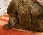Собаки в Ногинске: Найдена собака Мальчик, Бесплатно - фото 5