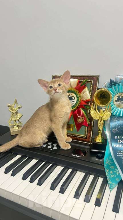 Кошки в Москве: Абиссинский котенок  Девочка, 60 000 руб. - фото 2