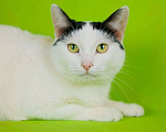 Кошки в Москве: Афина (Афи) 1,5г белая кошечка  с чёрными пятнами и зелёными глазками Девочка, 478 руб. - фото 2