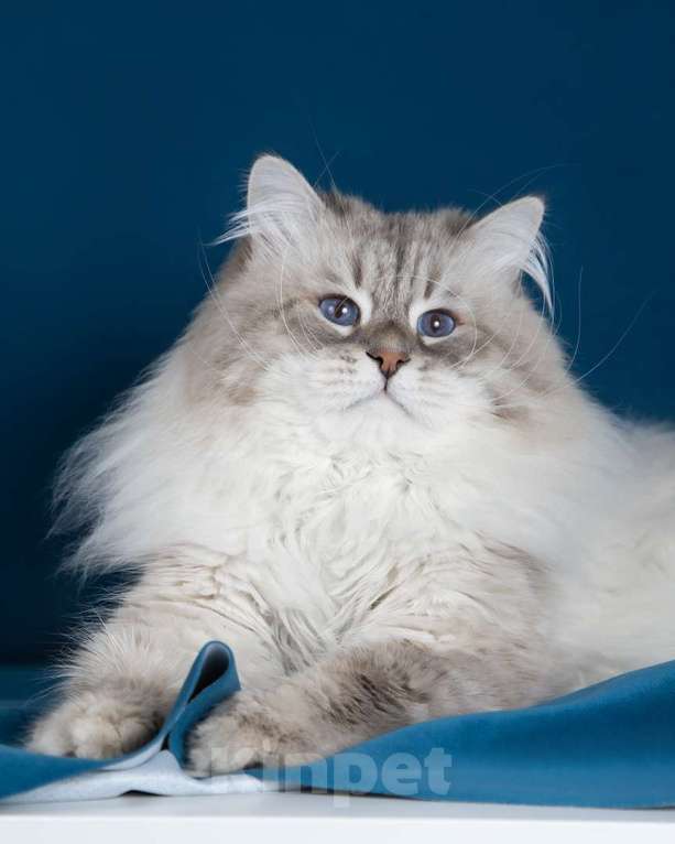 Кошки в Москве: Котенок невской маскарадной Девочка, Бесплатно - фото 7