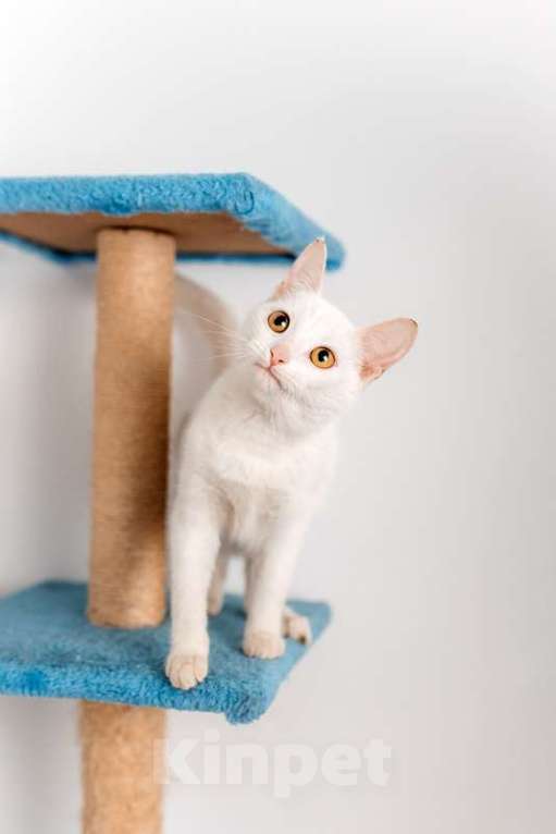 Кошки в Москве: Белый котенок Луна в добрые руки Девочка, 1 руб. - фото 3