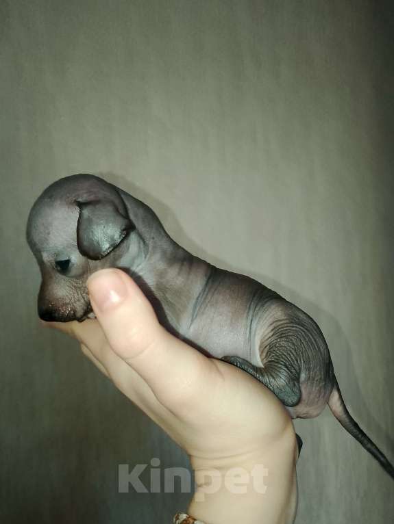 Собаки в Липецке: Щенок мексиканская голая Мальчик, 20 000 руб. - фото 3