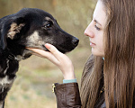 Собаки в Москве: Щенок настоящий друг и компаньон для семьи Девочка, Бесплатно - фото 7