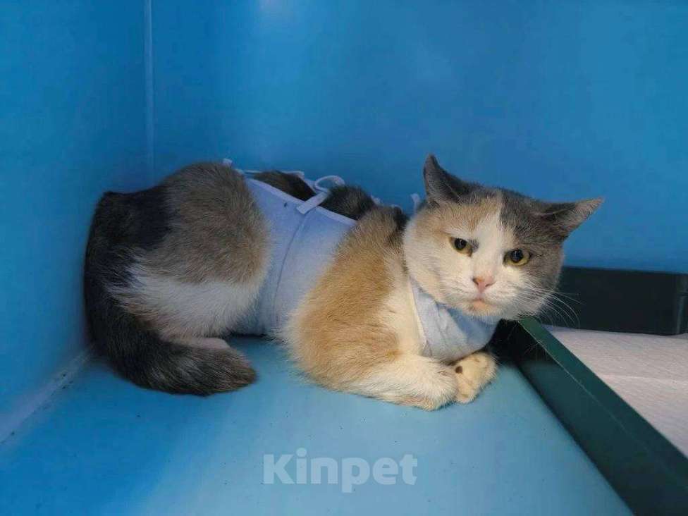 Кошки в Москве: кошка Рикса в самые добрые руки Девочка, Бесплатно - фото 5