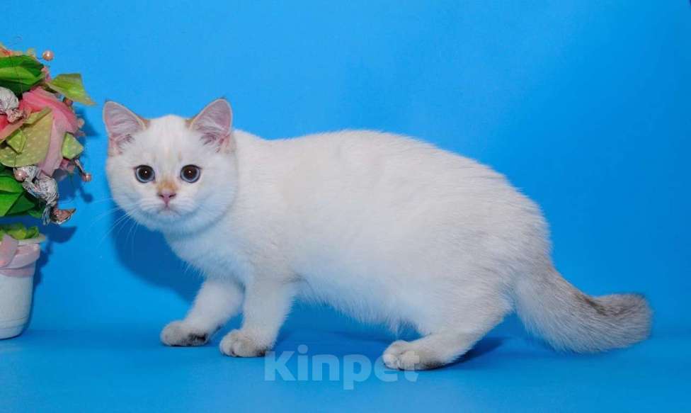 Кошки в Рыбинске: Британский голубоглазый мальчик 5 мес ny1133 Мальчик, 20 000 руб. - фото 2