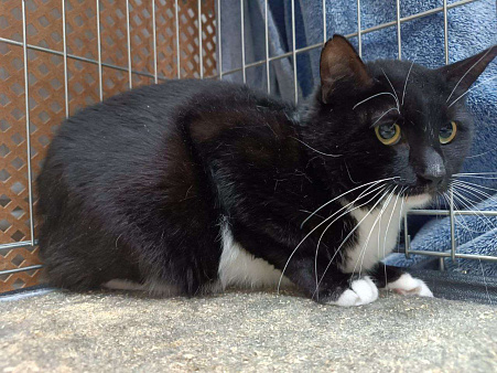 кот Чулочек ищет дом