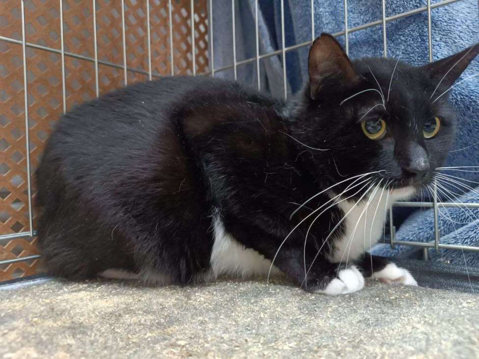 Кошки в Москве: кот Чулочек ищет дом Мальчик, Бесплатно - фото 1