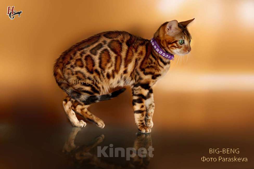 Кошки в Санкт-Петербурге:  Бенгальский кот 3 месяца Мальчик, 40 000 руб. - фото 2